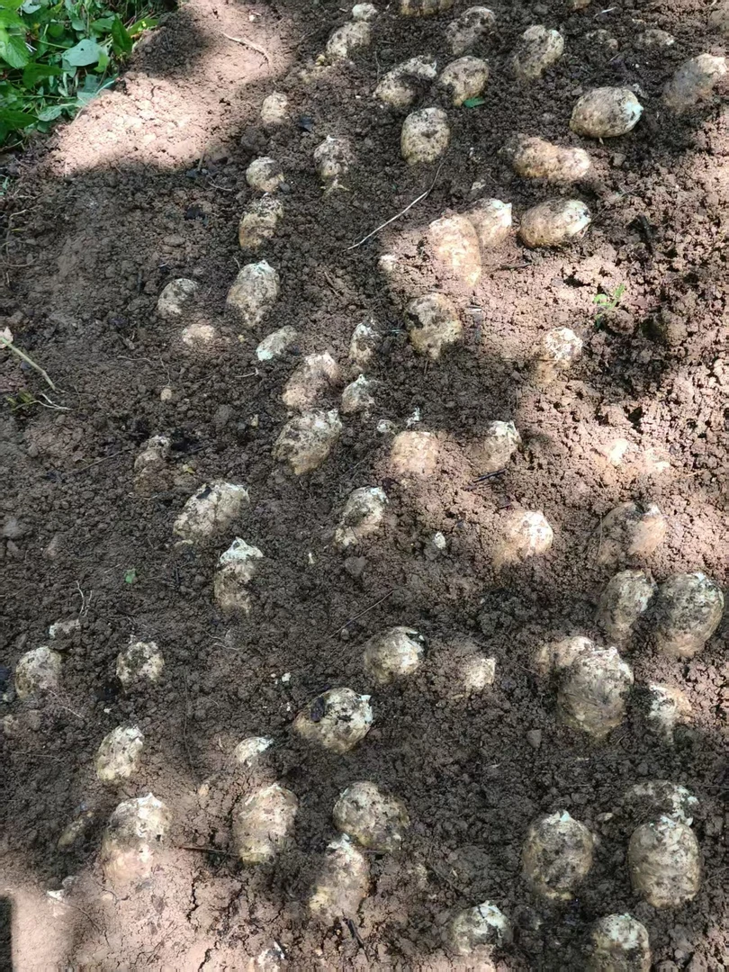 贵州深山新鲜乌天麻