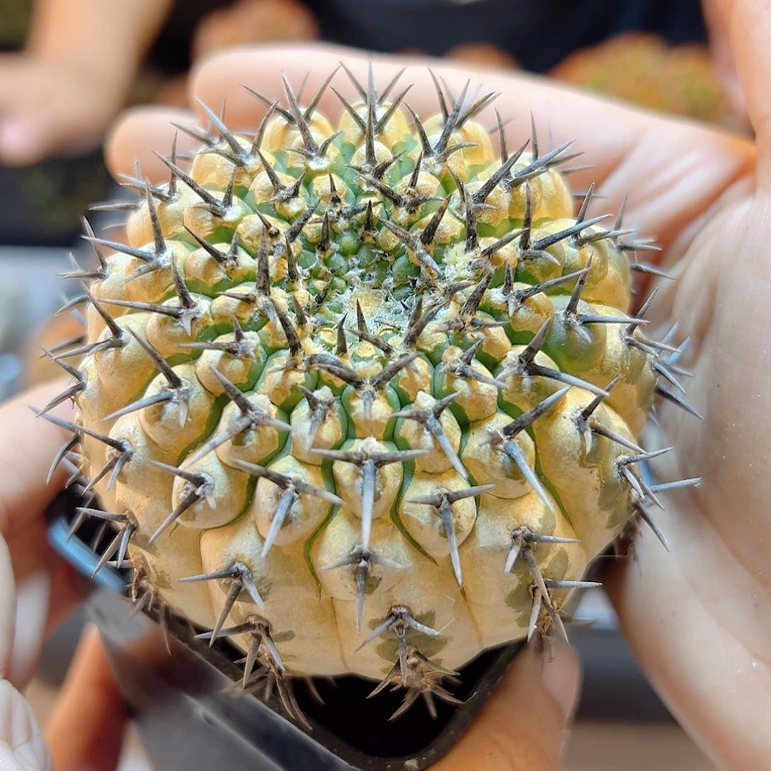 晚1号实生黑刺凤头带锈7.6公分