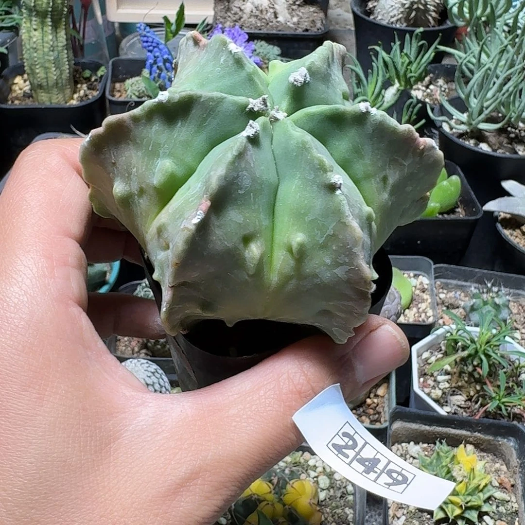 249核桃鸾凤玉脱土发货