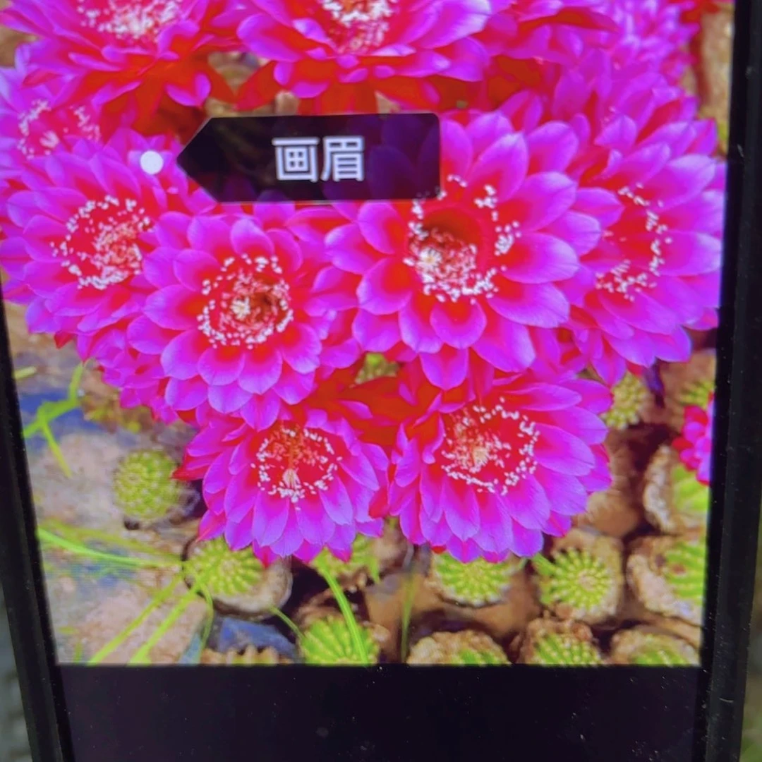 画眉彩侧牙20包邮仙人球30