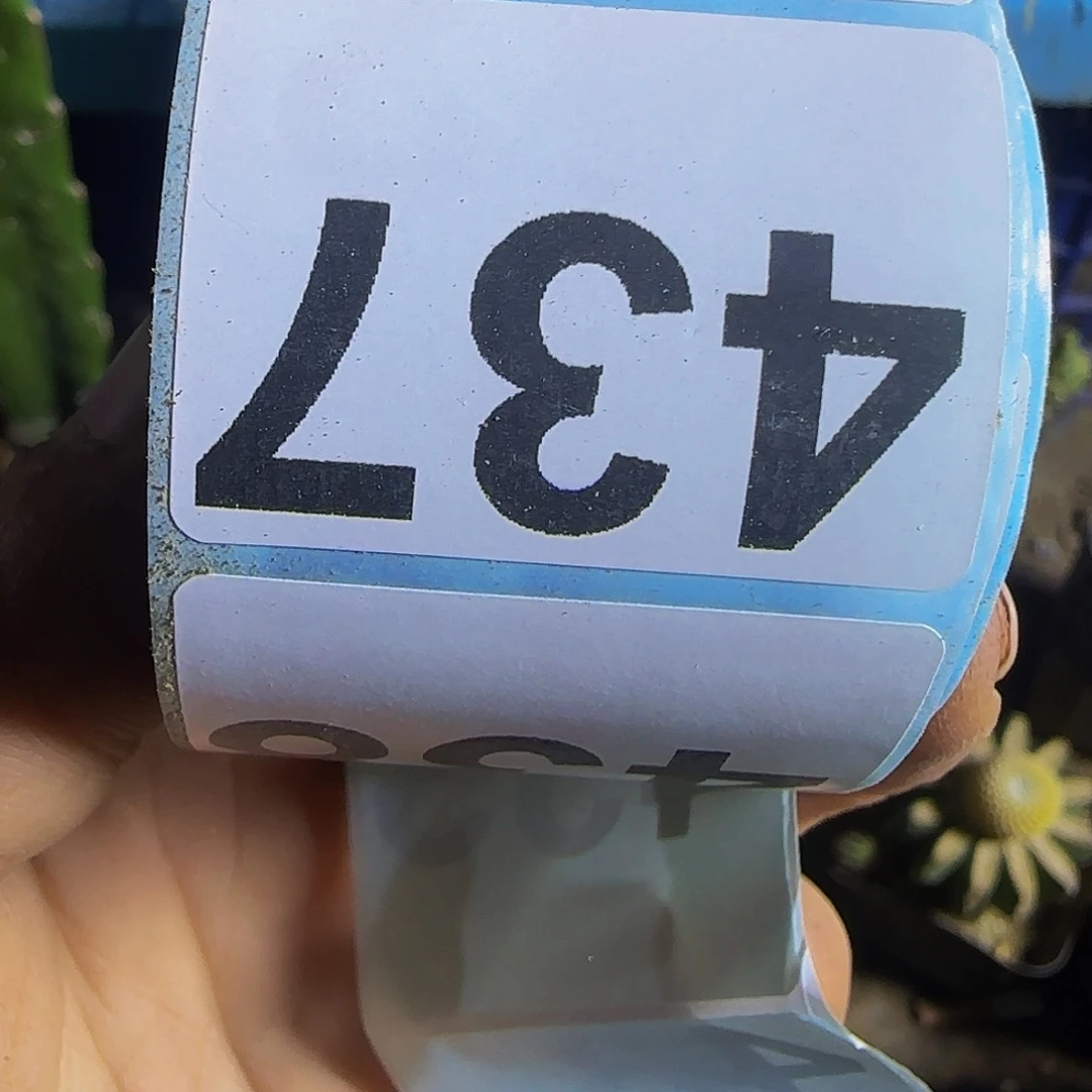 爱***秋兜锦8888仙人球开花了