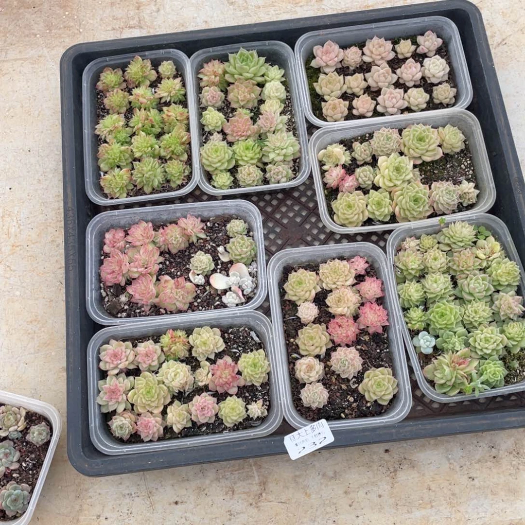 韩***菲糕大上多肉植物232