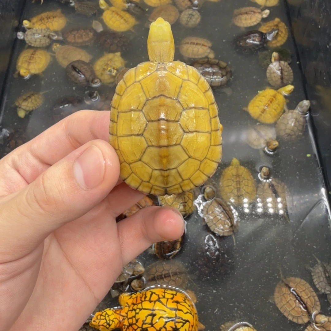 不分公母宠物龟小青