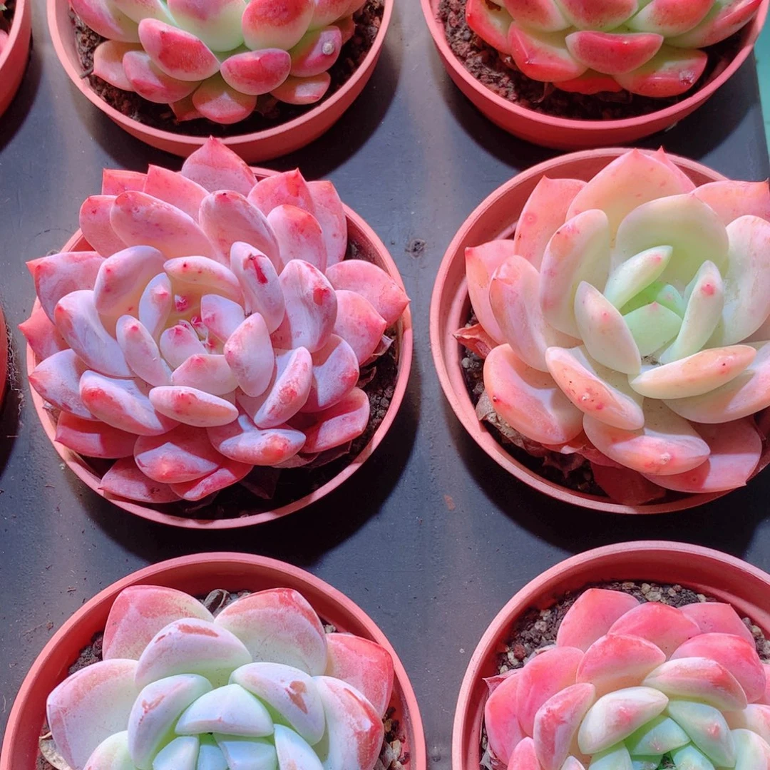 23-量拍品质保证多肉带盆9颗全单头