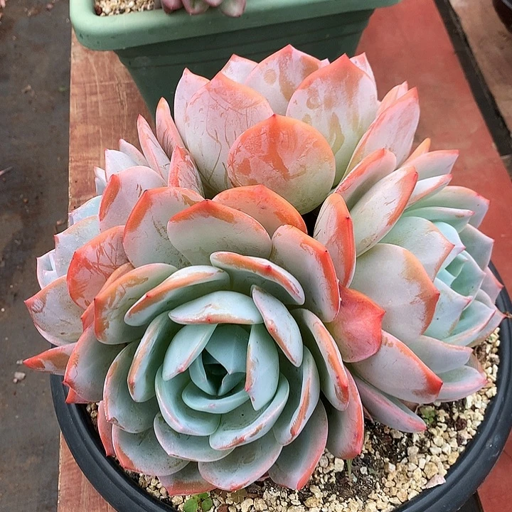 美肉特价活动开始了