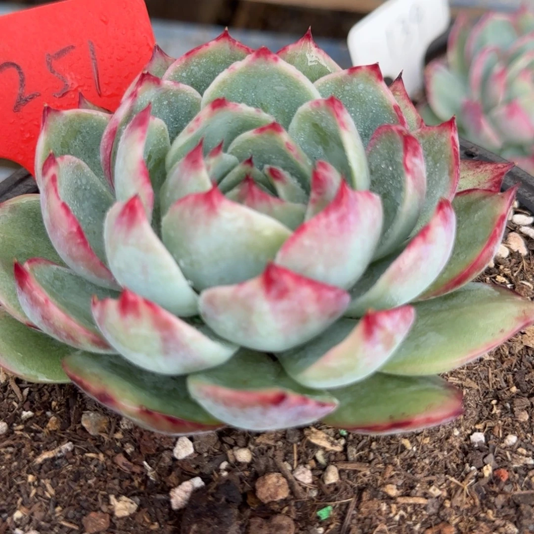 惊鸿一物一拍包装收缩花旱251