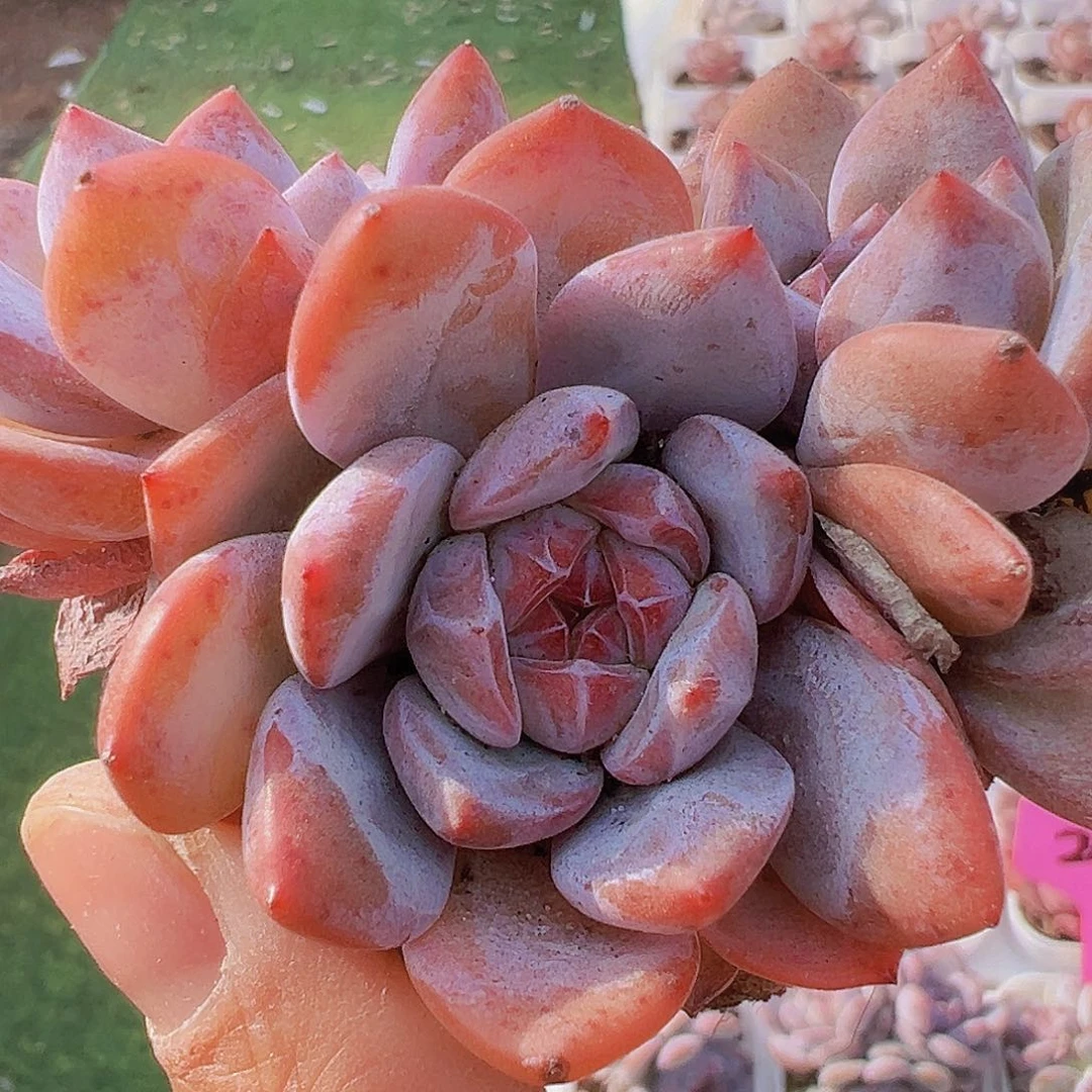 石榴籽群19包邮多肉植物
