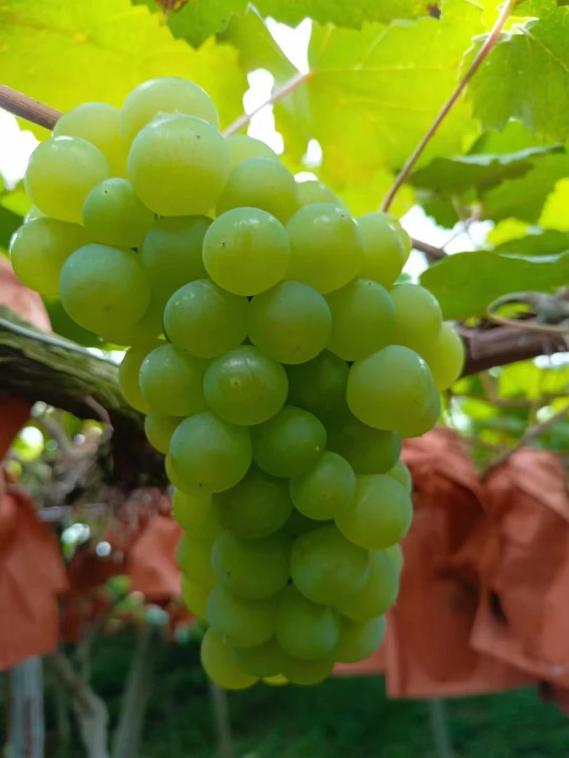 恩施建始高山关口葡萄山葡萄自然成熟皮薄肉厚个大酸甜