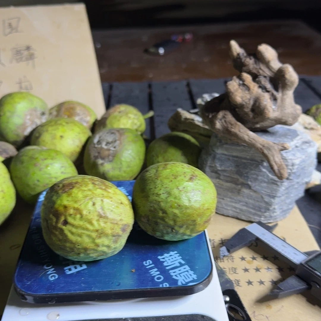 吊坠文玩核桃呼*白狮子半壁两个