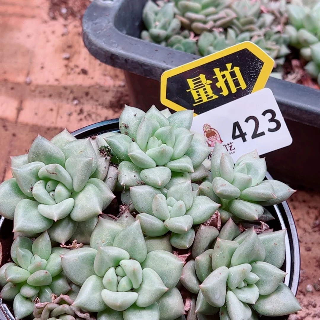 多肉植物多肉植物