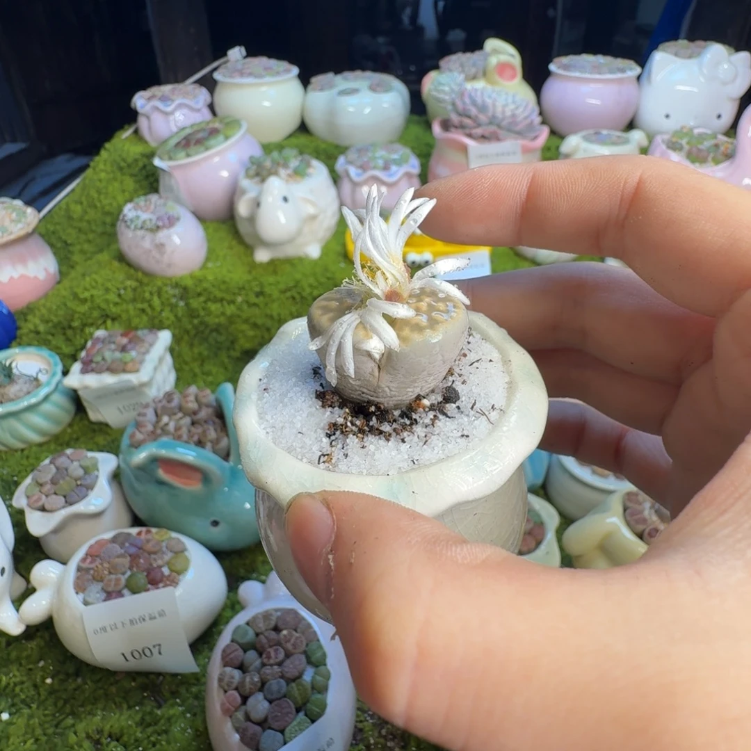 占***占多肉葡萄的季节1039