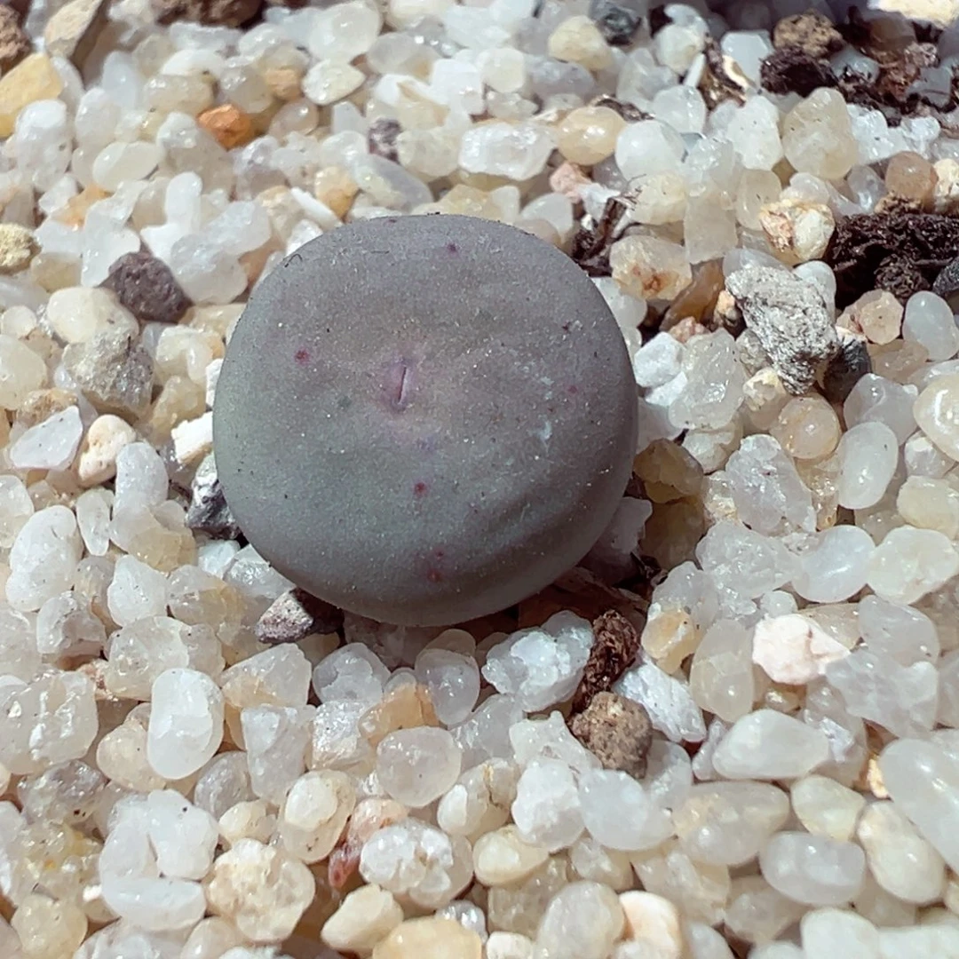 1128-836多肉多肉sh433v嘴