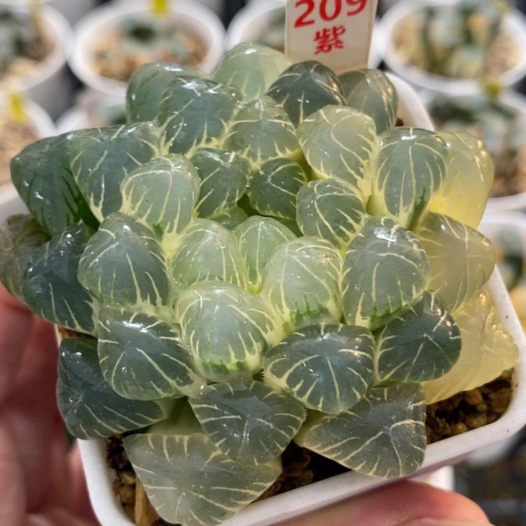 209糊斑湖水玉露锦一物一拍