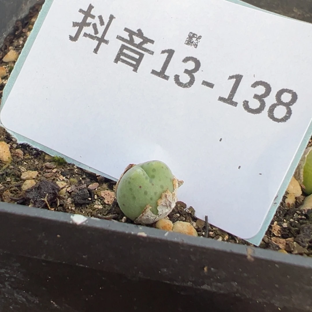 13-138肉锥多肉植物