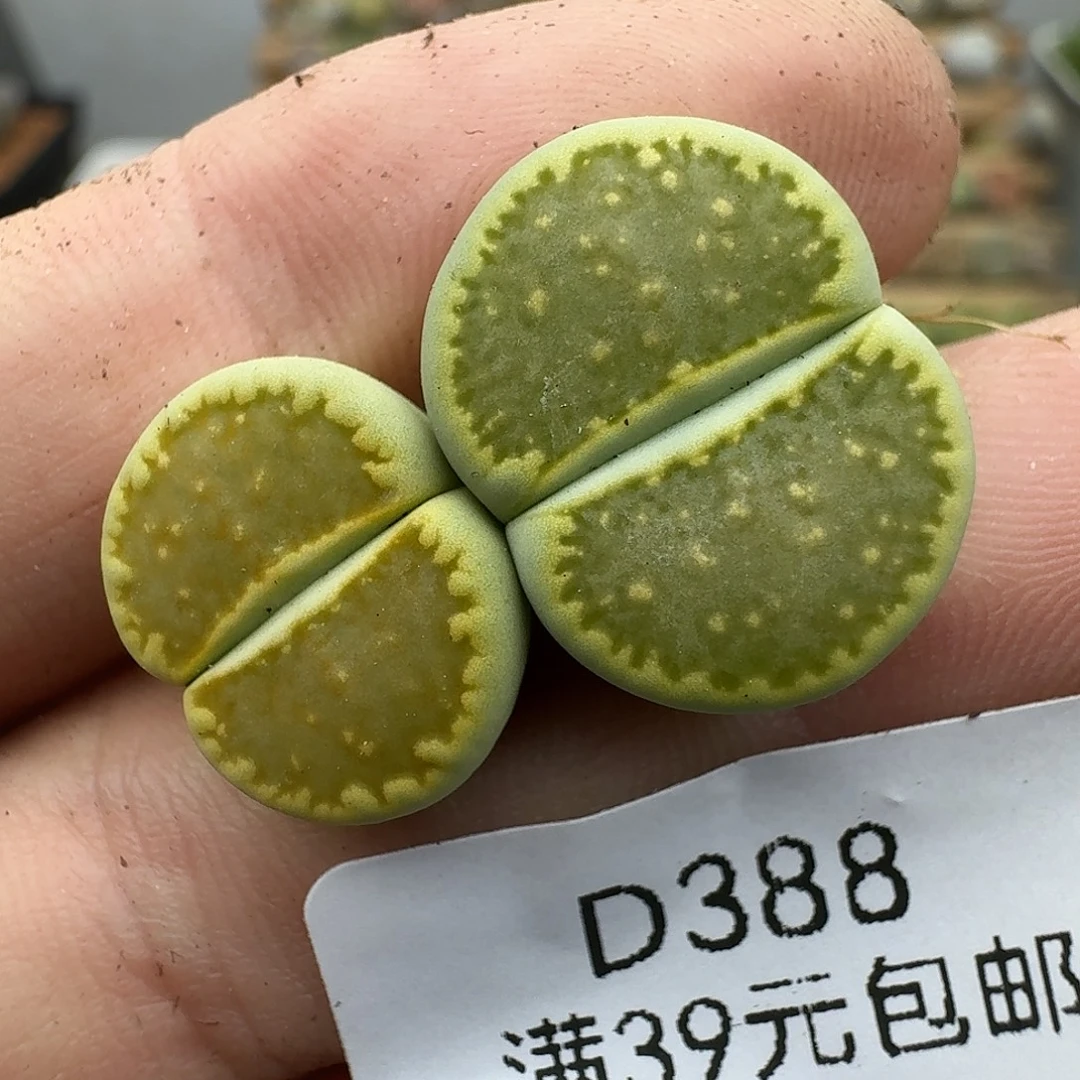 燕***爷388多肉哈哈哈哈哈哈