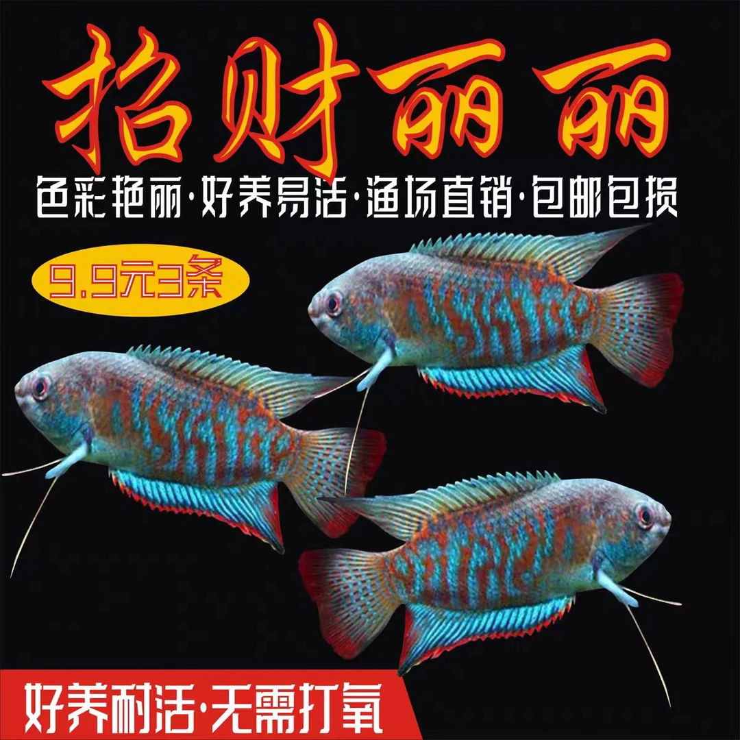 招财丽丽鱼热带冷水观赏鱼小型淡水鱼新手观赏鱼鱼观赏鱼