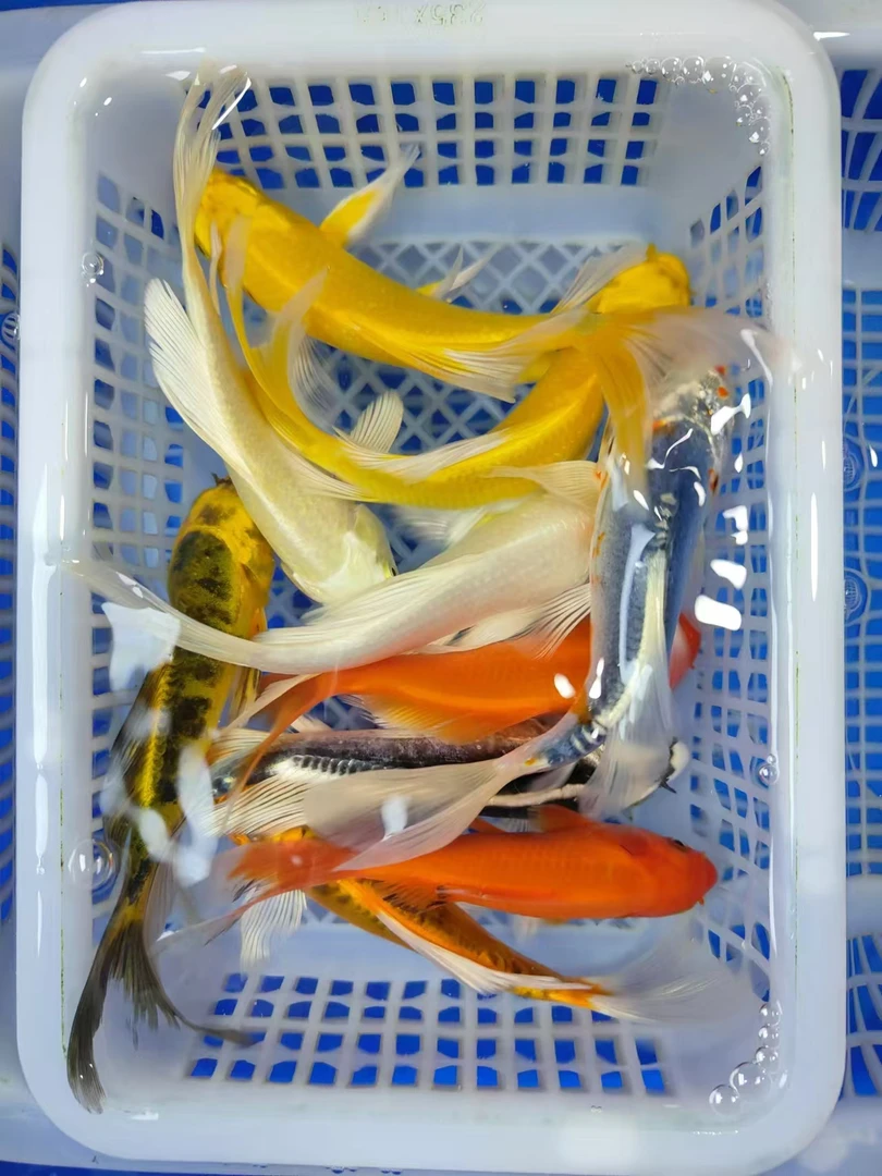 ①锦鲤草金【2红2黄2白2黑2兰花】10-12公分红是草金冷水