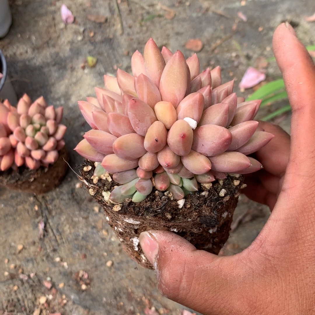 那好你在干什么的我知道