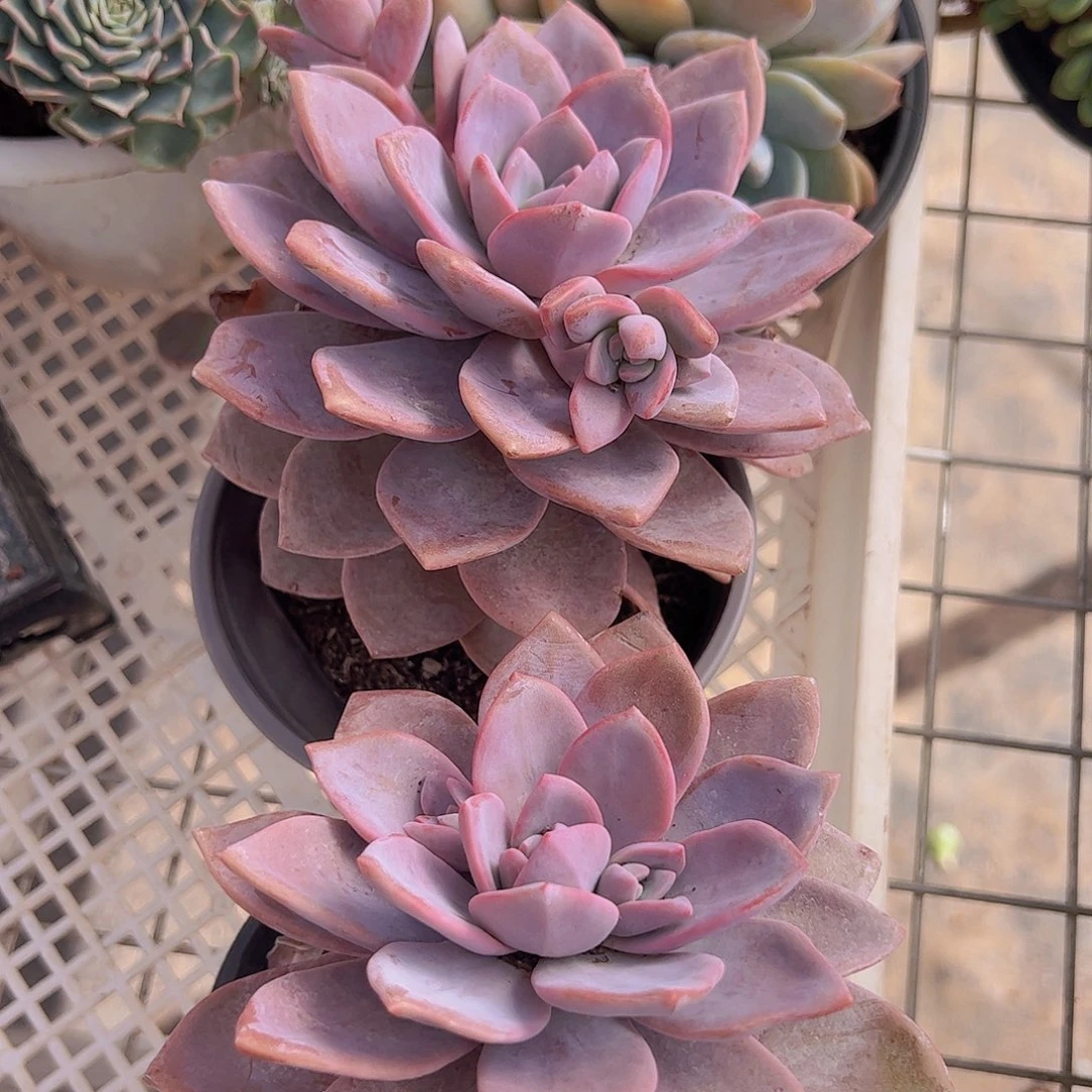 红茶大单头老桩两盆