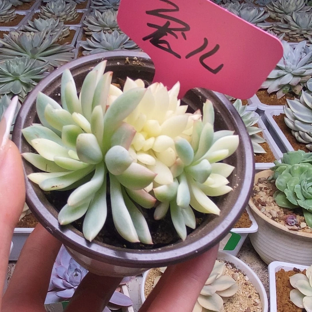 ?*儿058锦锦锦锦锦锦锦锦锦锦