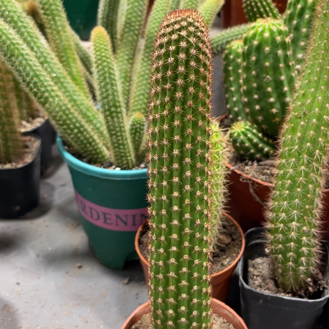 进口金妞金5自根保15公分