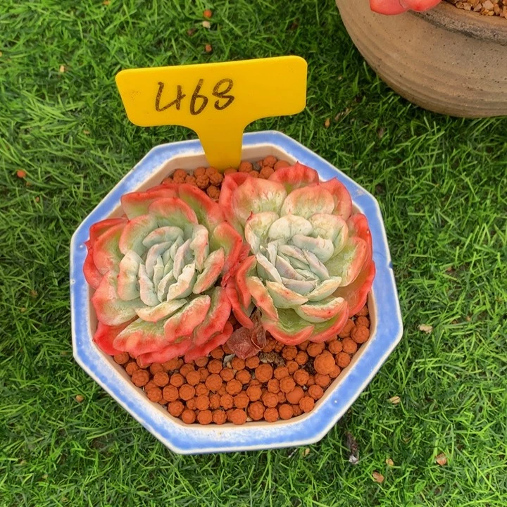 敏***紫多肉植物7373737377373