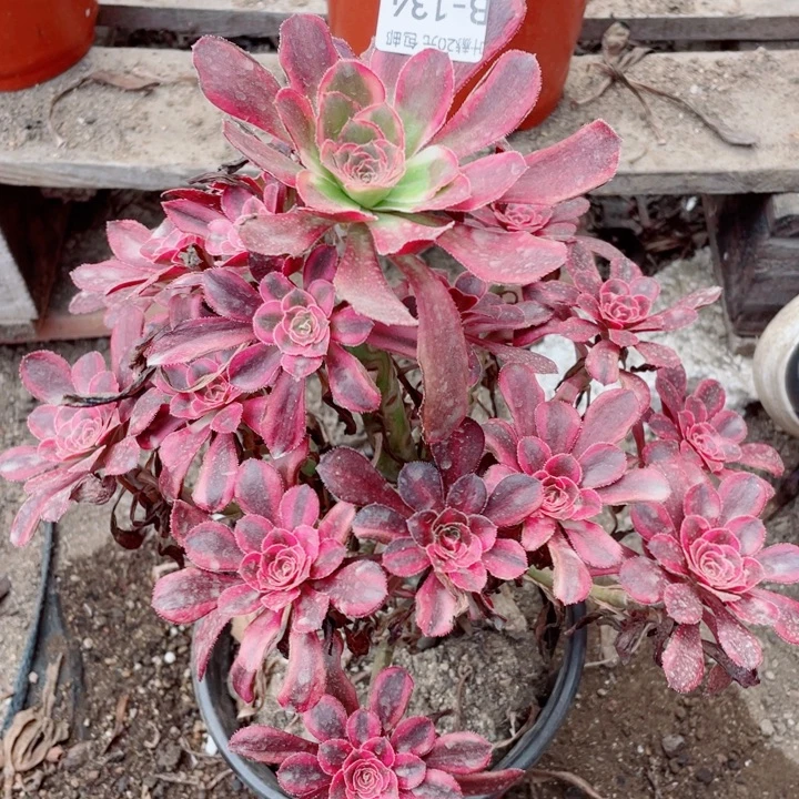 134香花脸多肉12345789