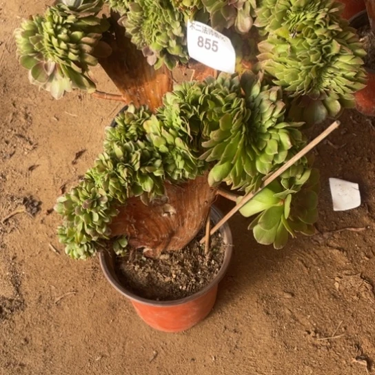 855，万缀包邮瑕疵包邮