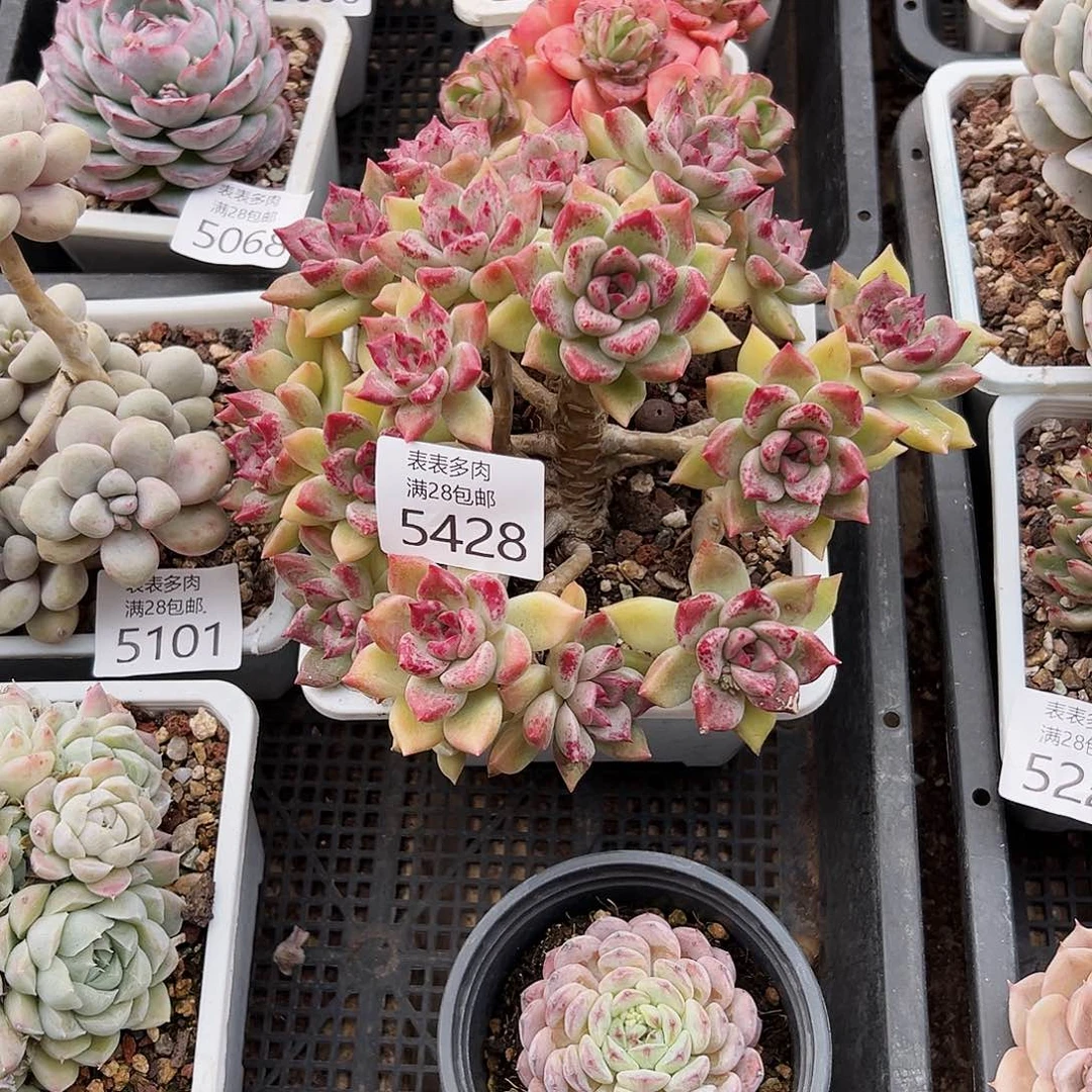 9号用****1我们的确是一5428