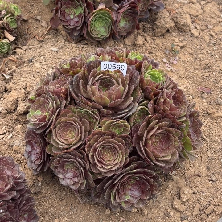 00599花月夜多肉植物