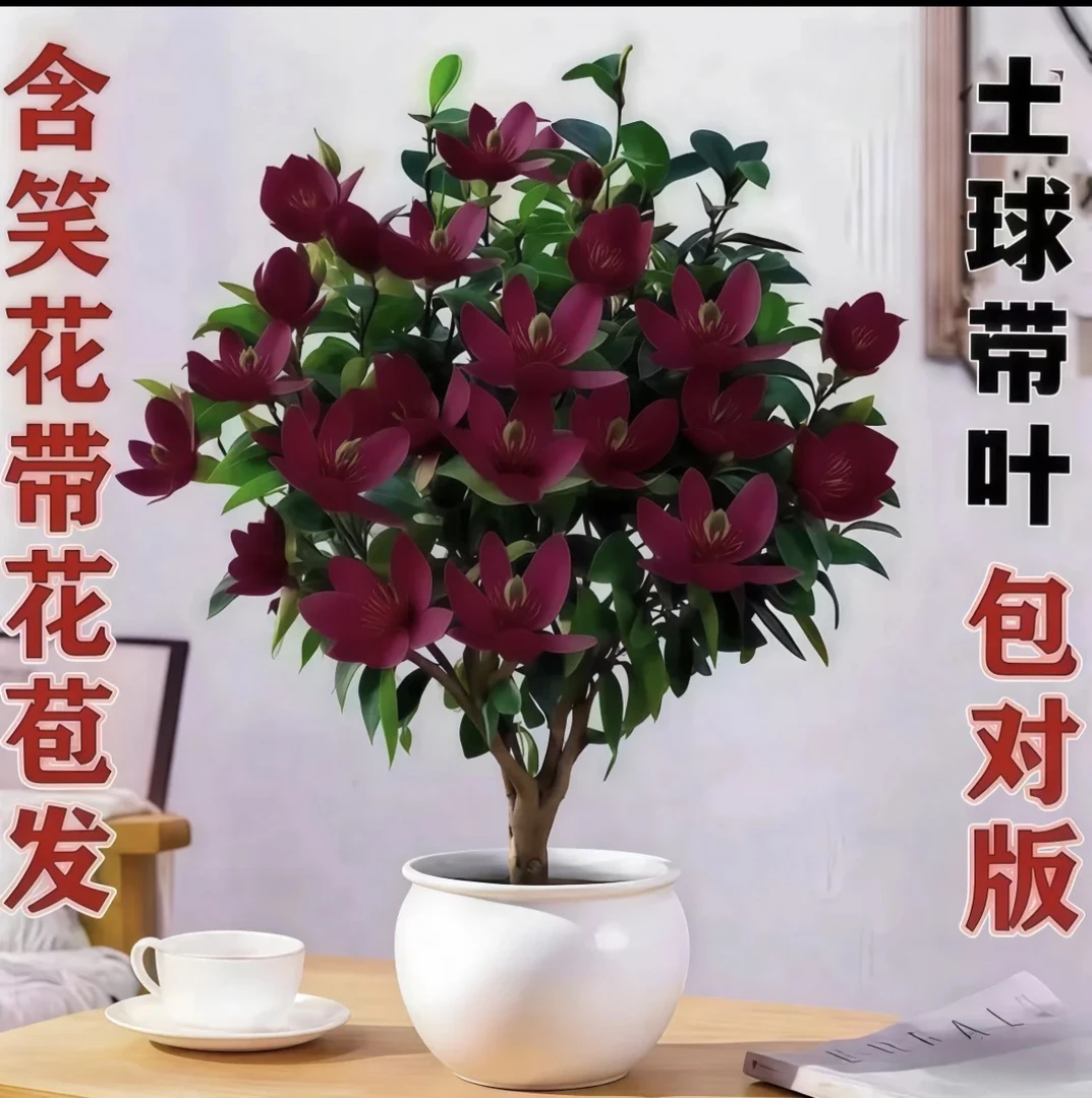红色【香水含笑】盆栽树苗桌面绿植庭院四季植物绿化风景树