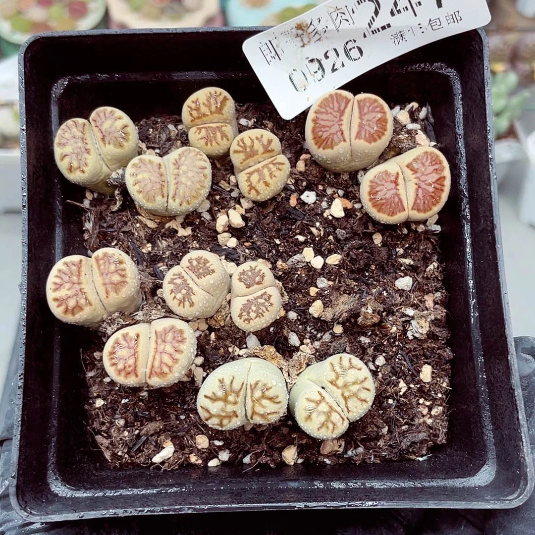 生石花满18包邮0926-247