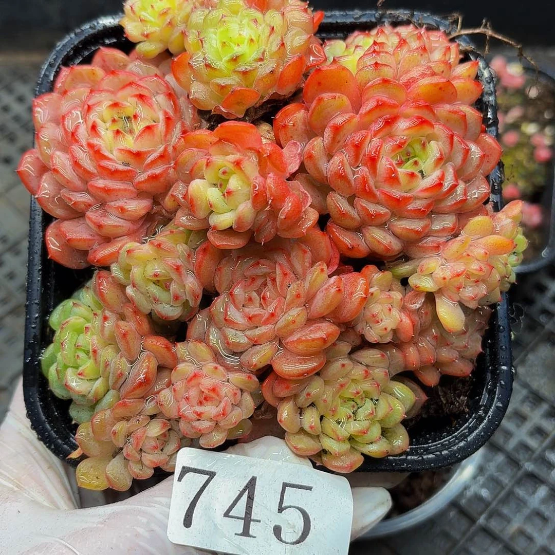 多肉植物多肉植物745