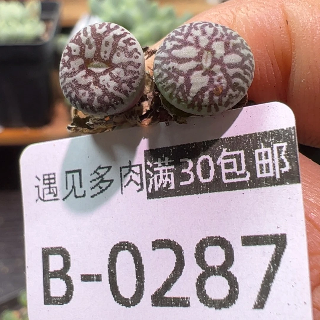 多肉植物111111111111