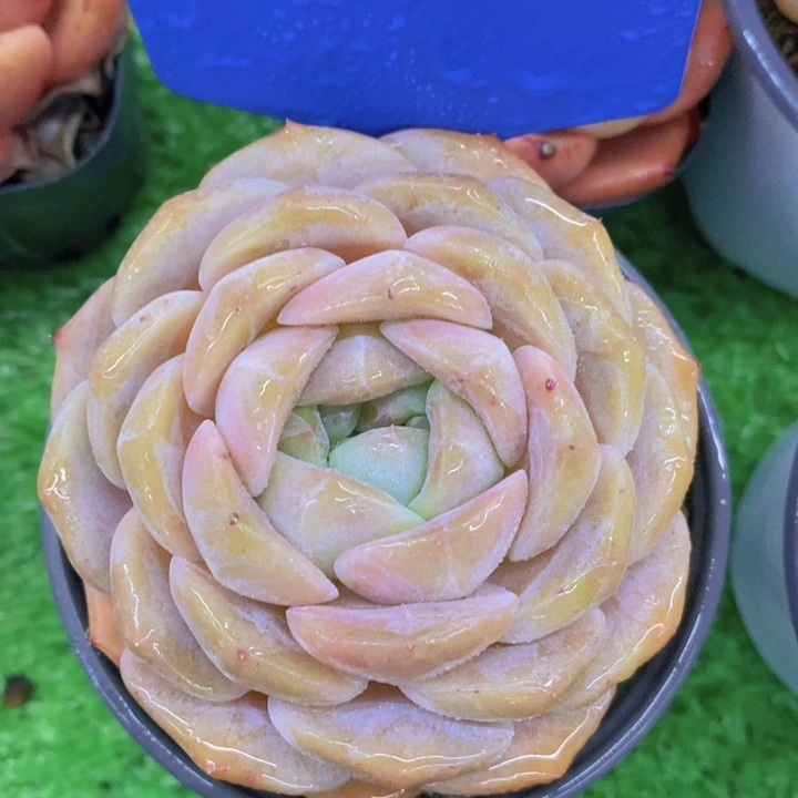 开心多肉，一物一拍