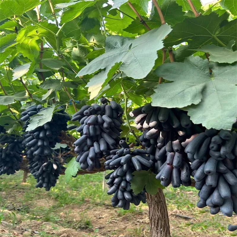 正宗甜蜜蓝宝石葡萄苖新品种特大葡萄果树苗南北方种植当年结果