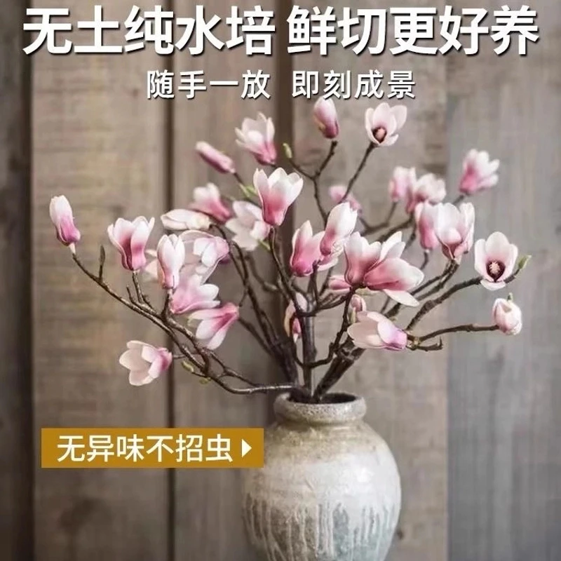 水培玉兰鲜枝带花苞遇水开花室内外好养净化空气花卉绿植