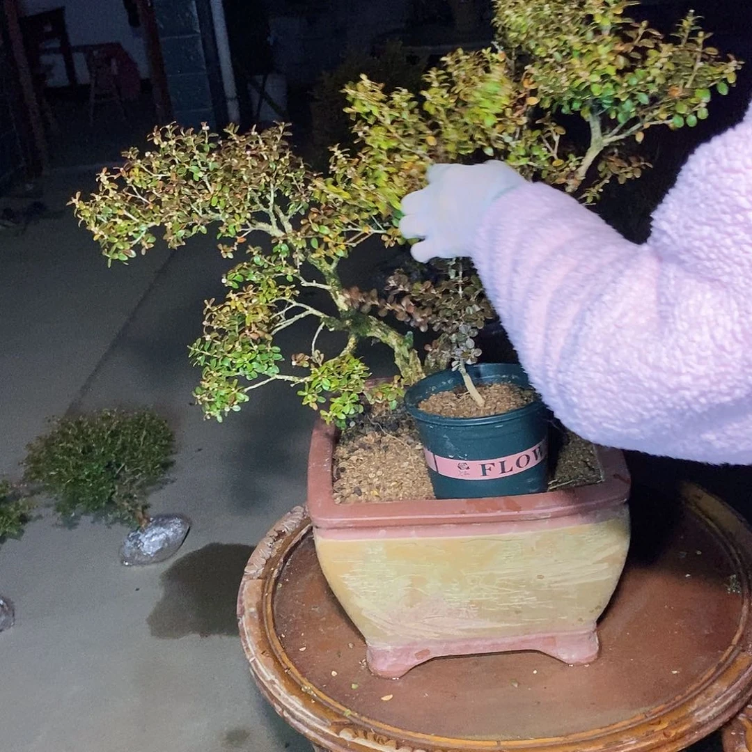 老***叶安徽大别山珍珠黄杨