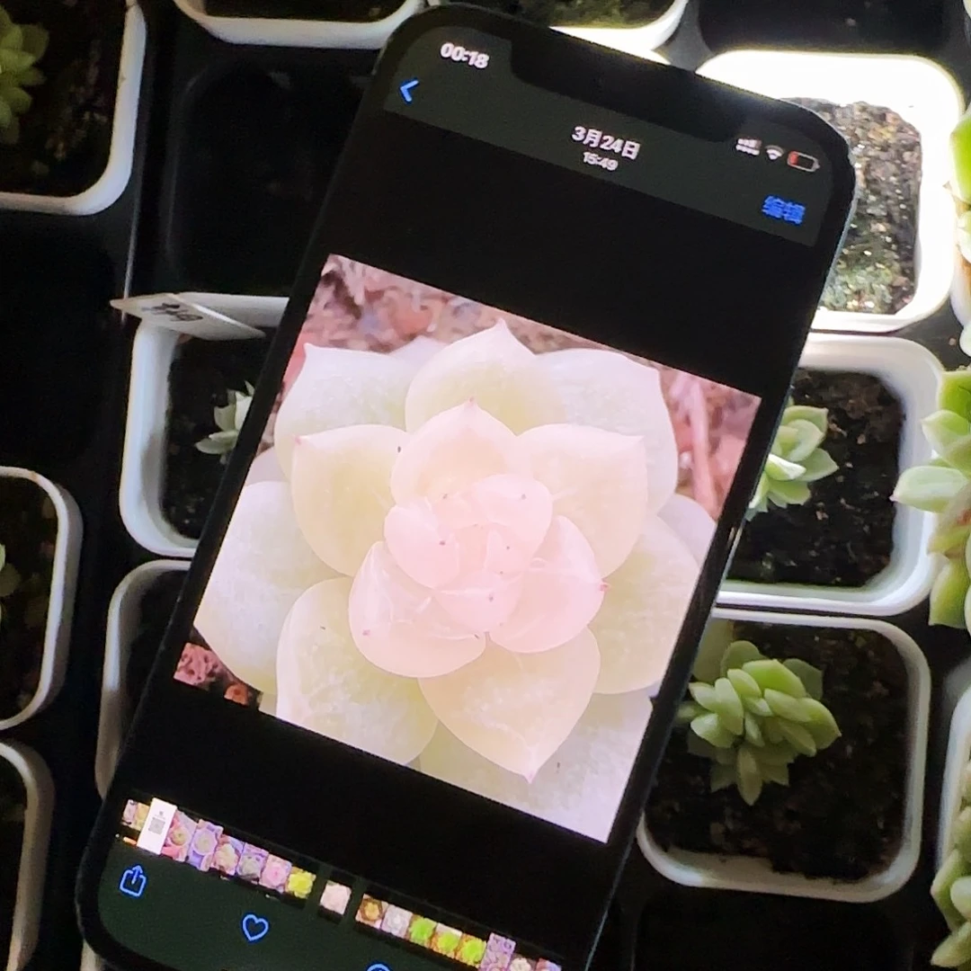 白色惊喜中苗盆2号床一个满25包邮