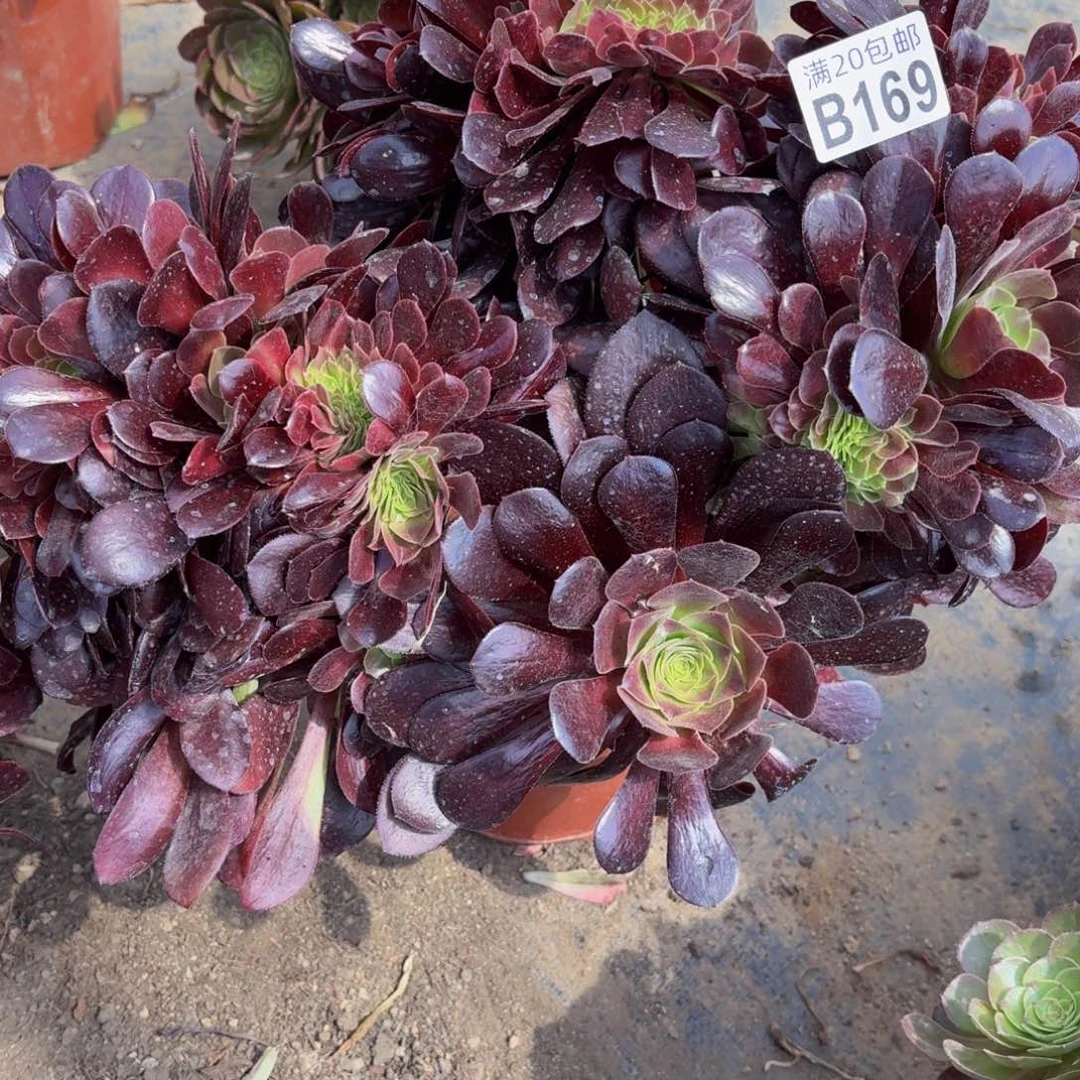 无花朵169多肉植物捧花的