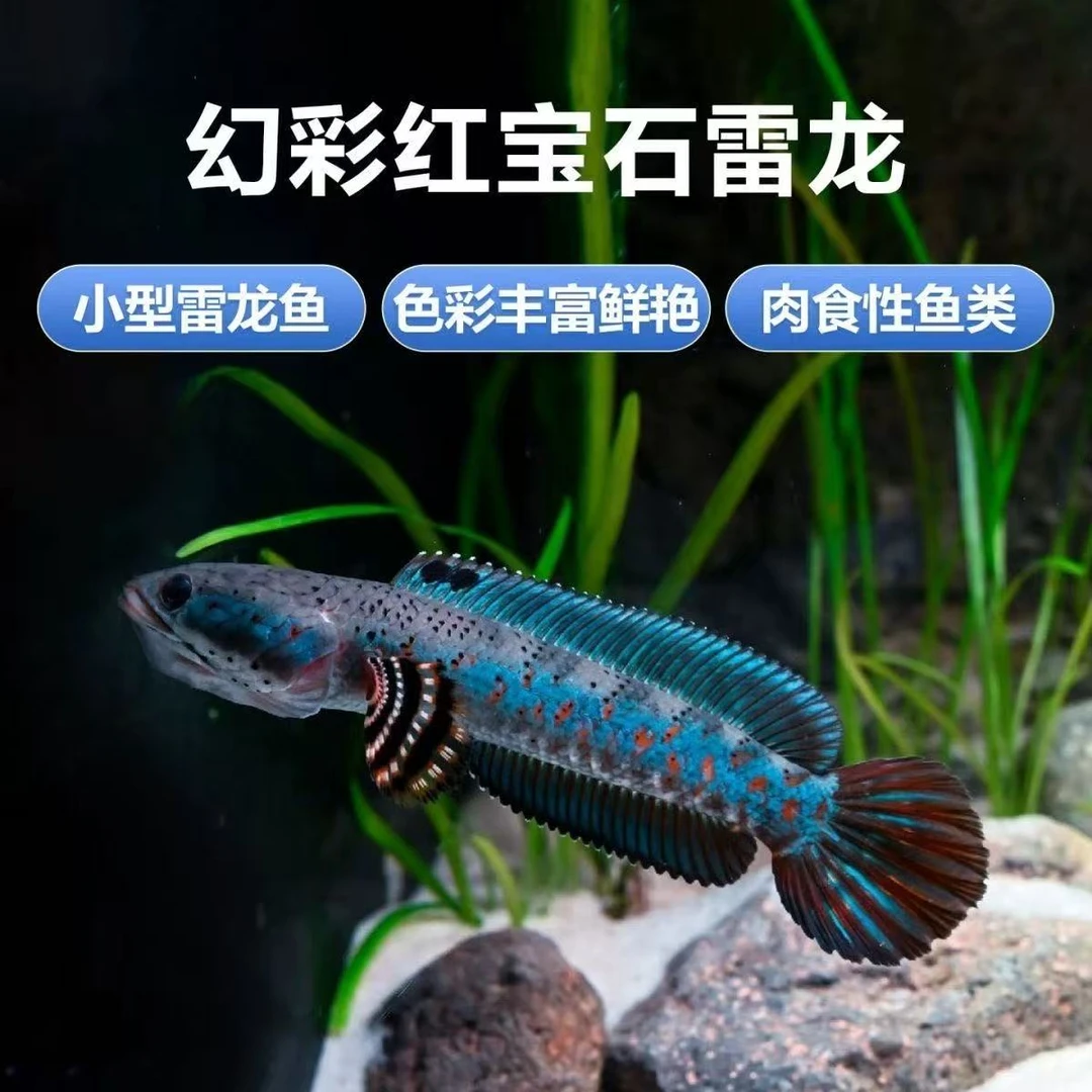 幻彩红宝石多红斑【顺丰包邮】幻红雷龙鱼冷水淡水观赏鱼易活