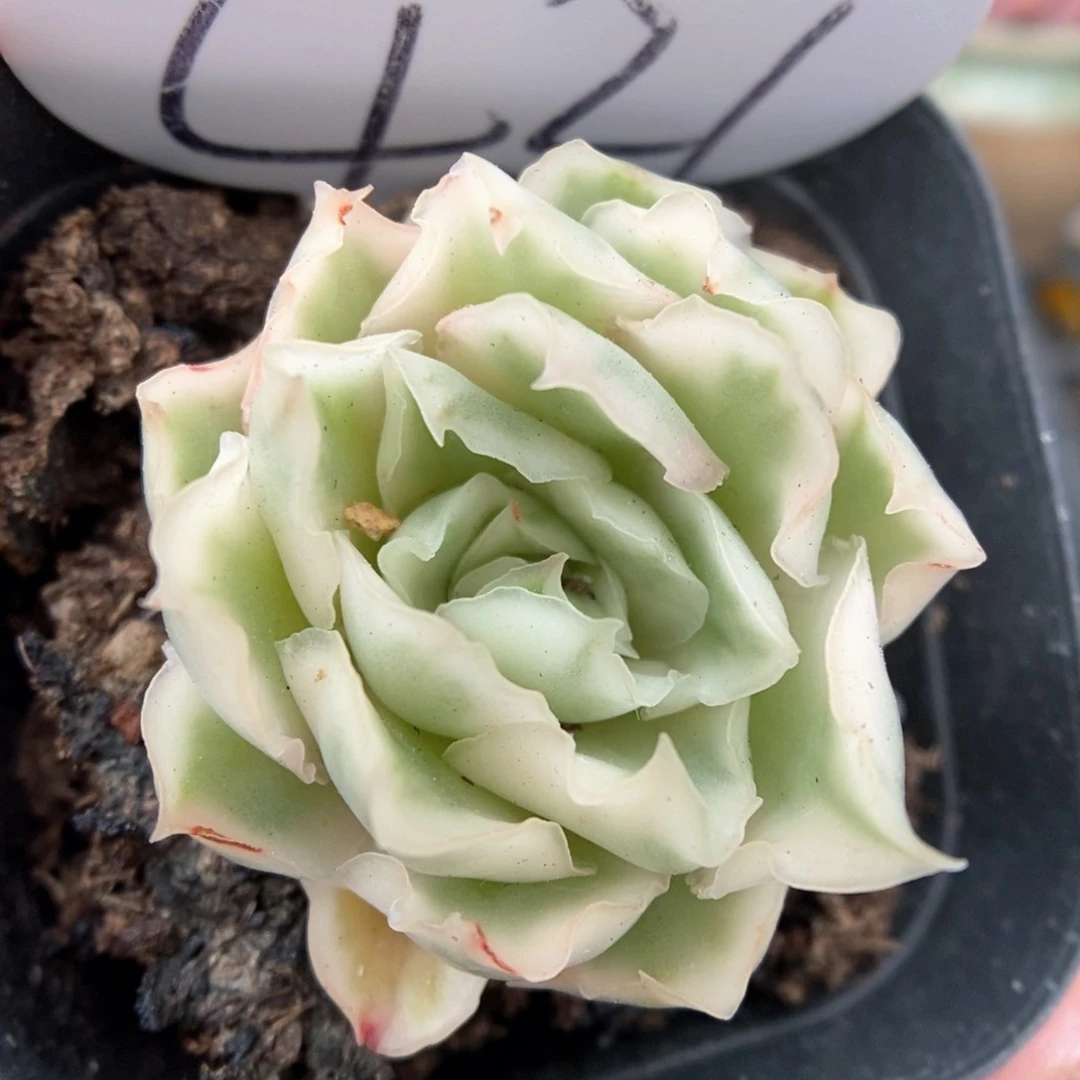 紫蝴蝶锦可拍421号