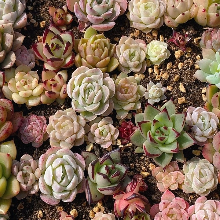 42 多肉植物盆栽花卉植物