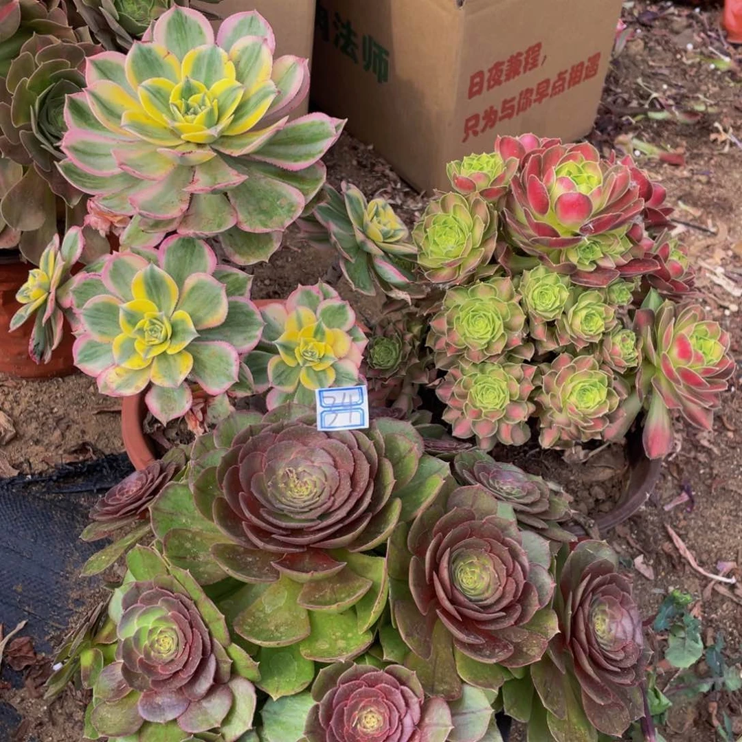 亦**心 3颗不包邮造型鲜花