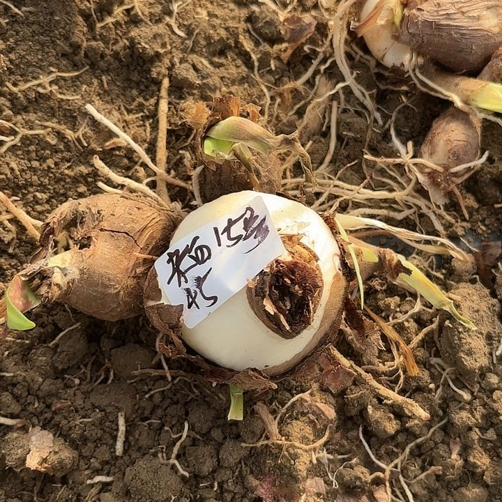 杂白小小坨开花无售后15号