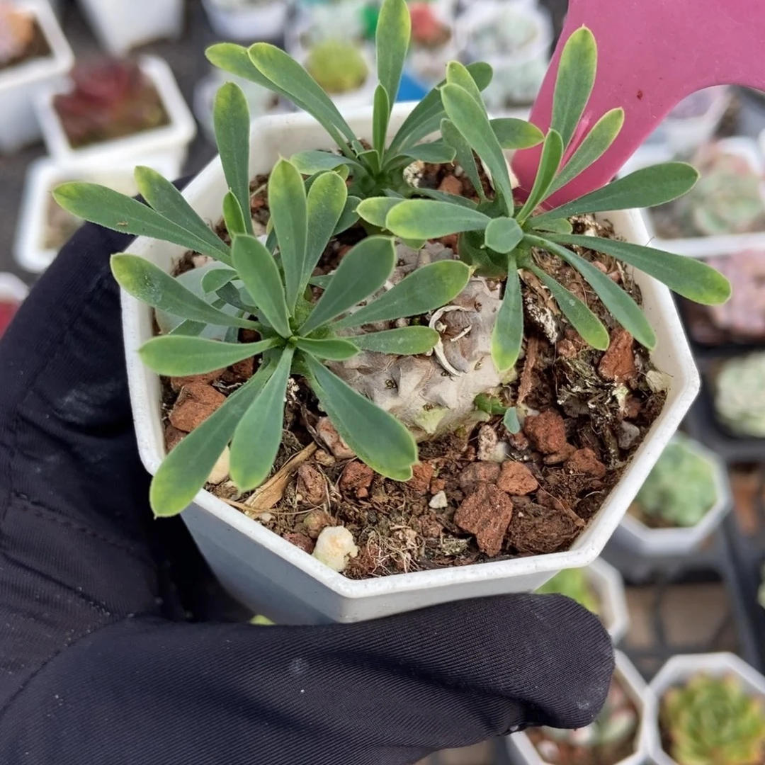 18块根多肉植物多肉