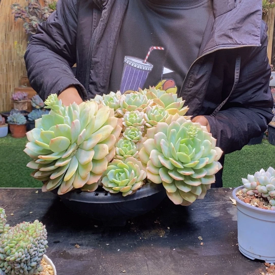 上***调38号恋曲多肉