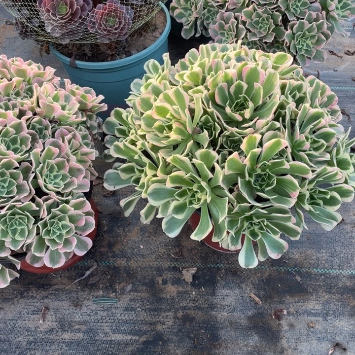 6白凤多肉植物多肉植物