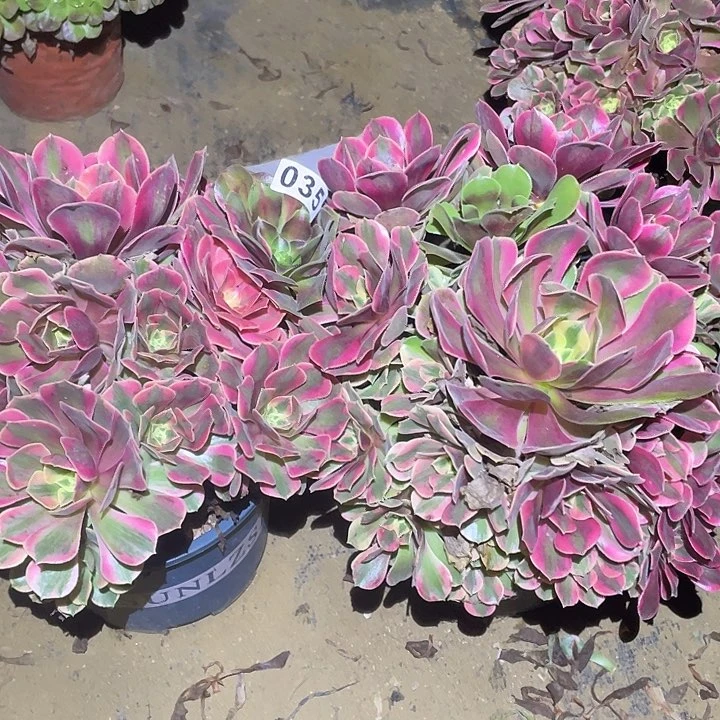 小****令多肉植物断枝不包35女妖两颗