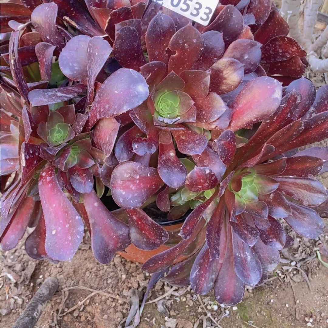 533 号一物一拍多肉植物